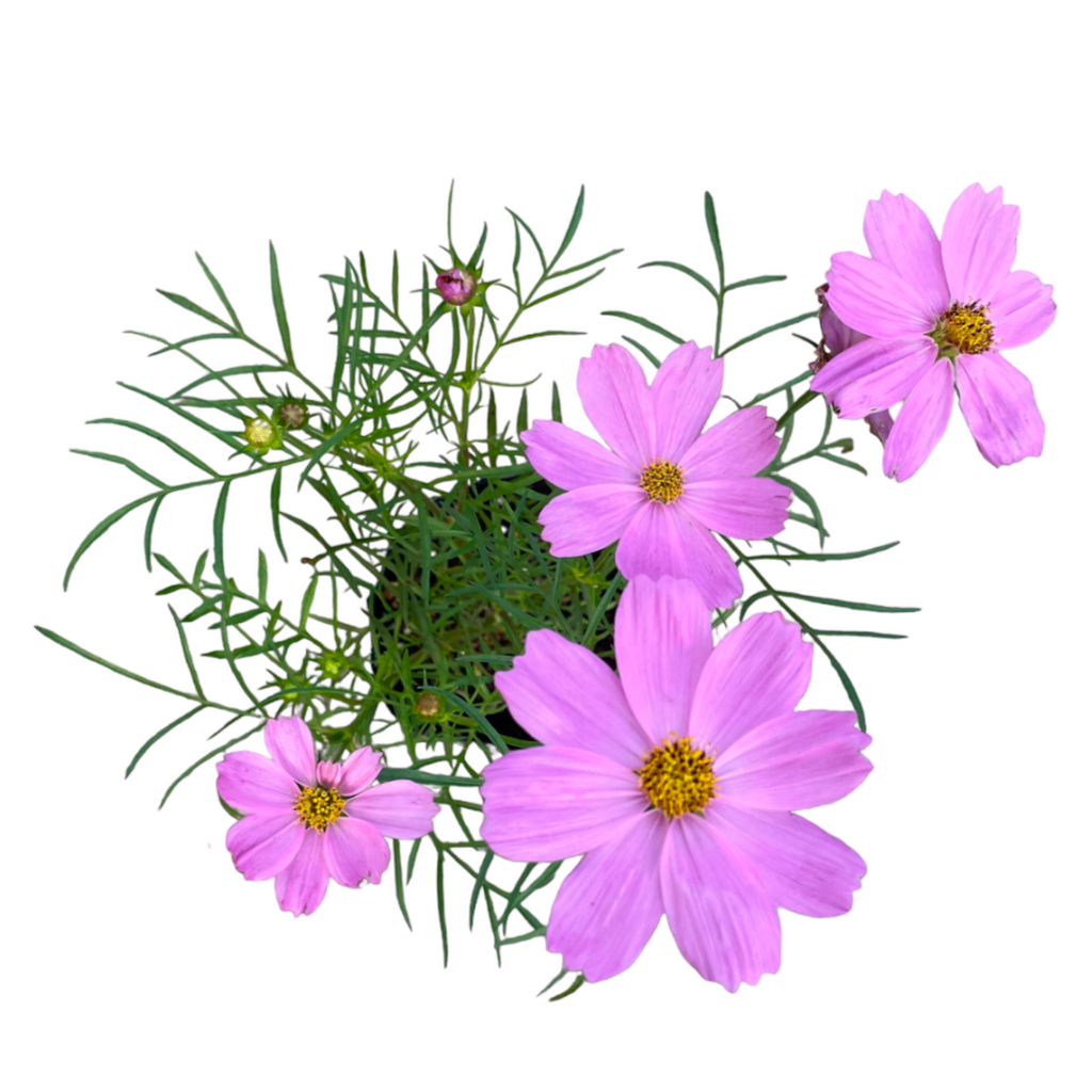 Cosmos Bipinnatus, Cosmos, Mexican Aster, Assorted Colour (0.5mh)