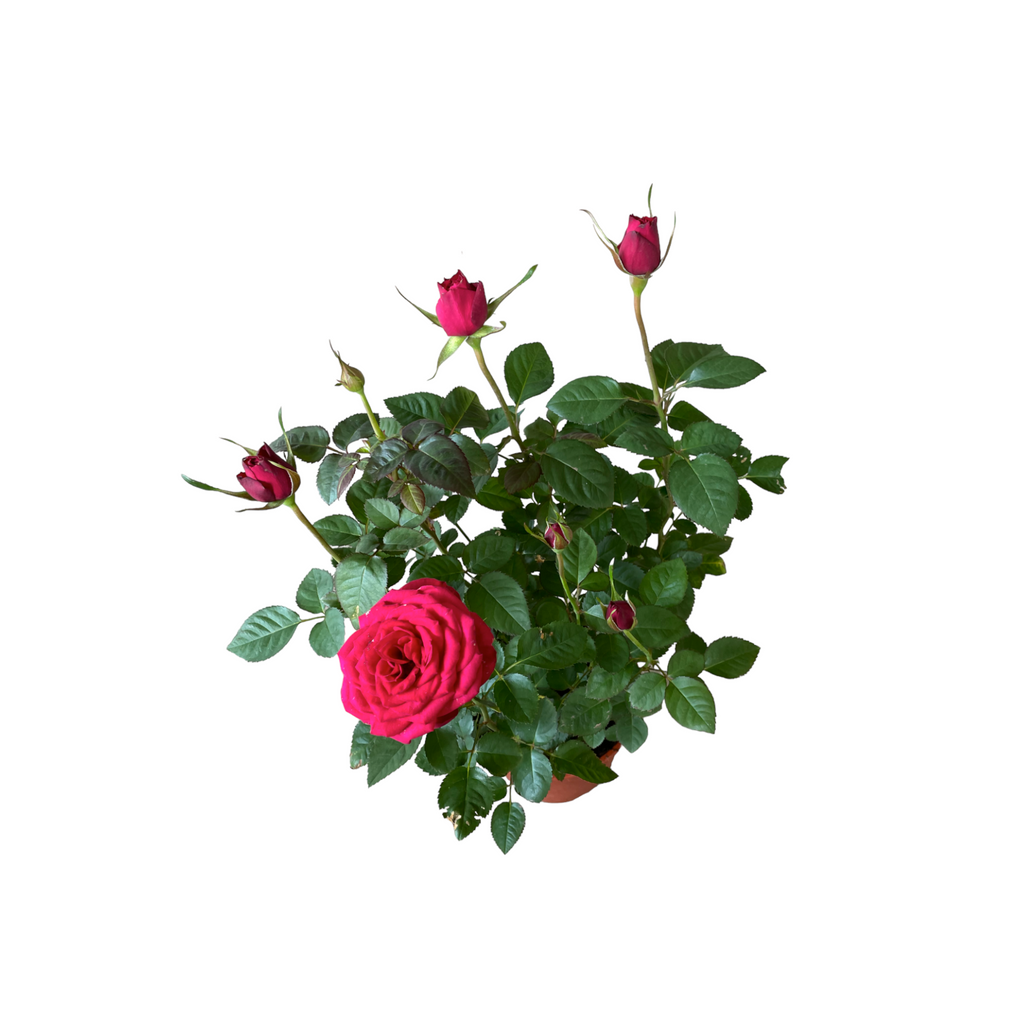 Assorted colors Rosa Miniature, Mini Rose (0.4mH)