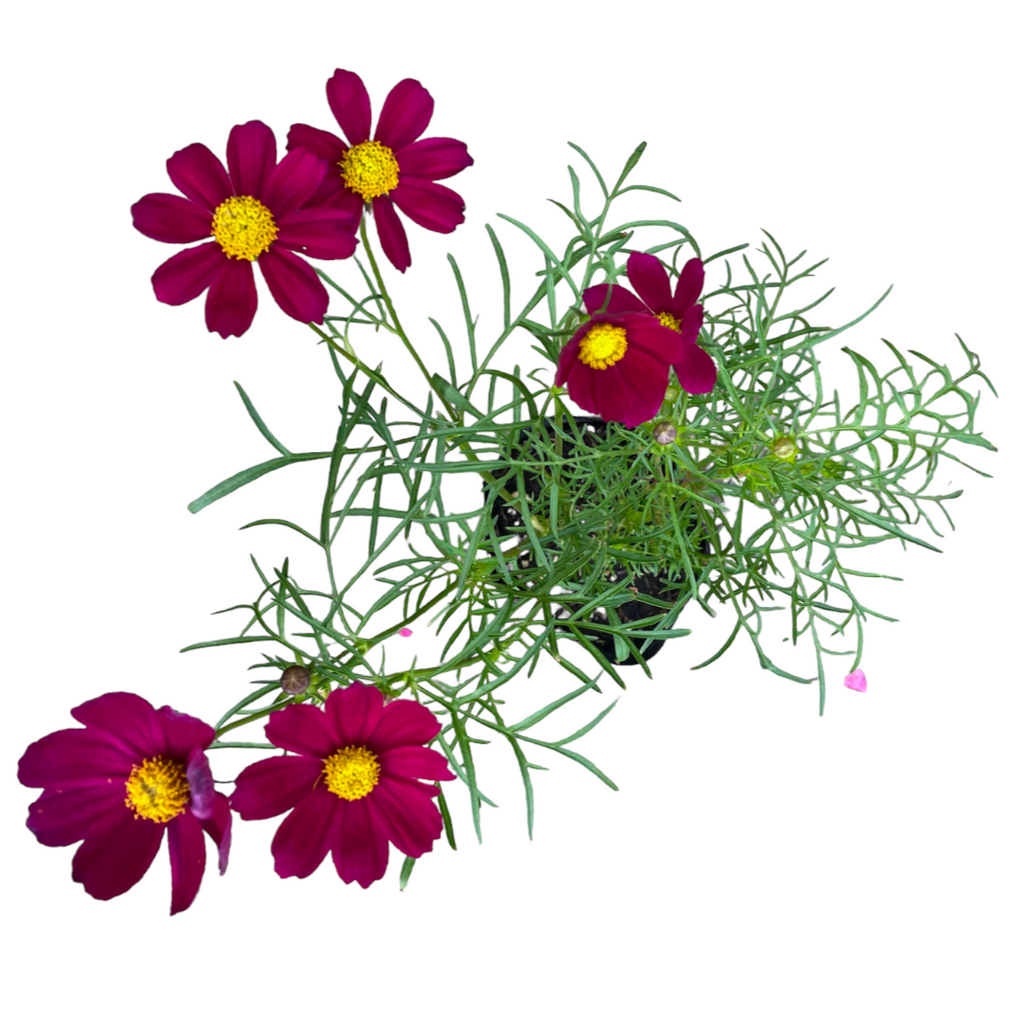 Cosmos Bipinnatus, Cosmos, Mexican Aster, Assorted Colour (0.5mh)
