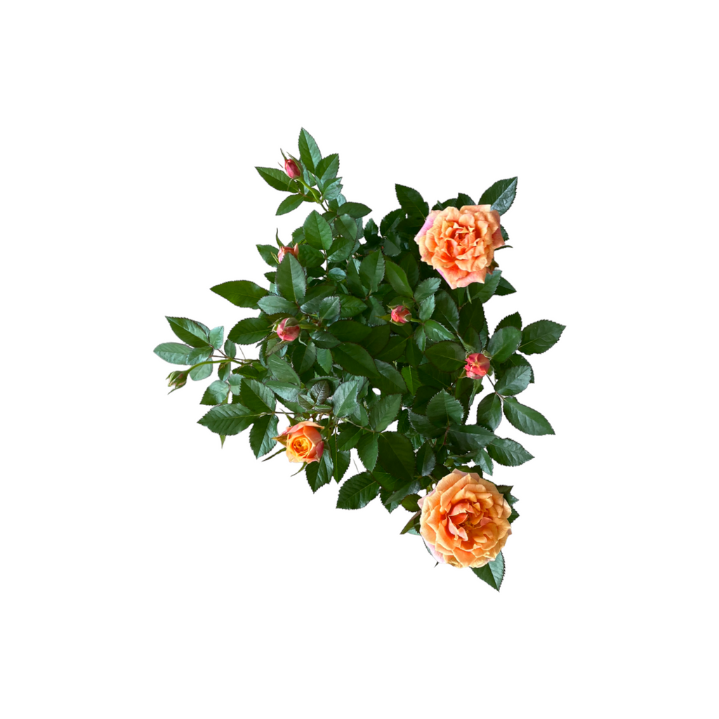 Assorted colors Rosa Miniature, Mini Rose (0.4mH)