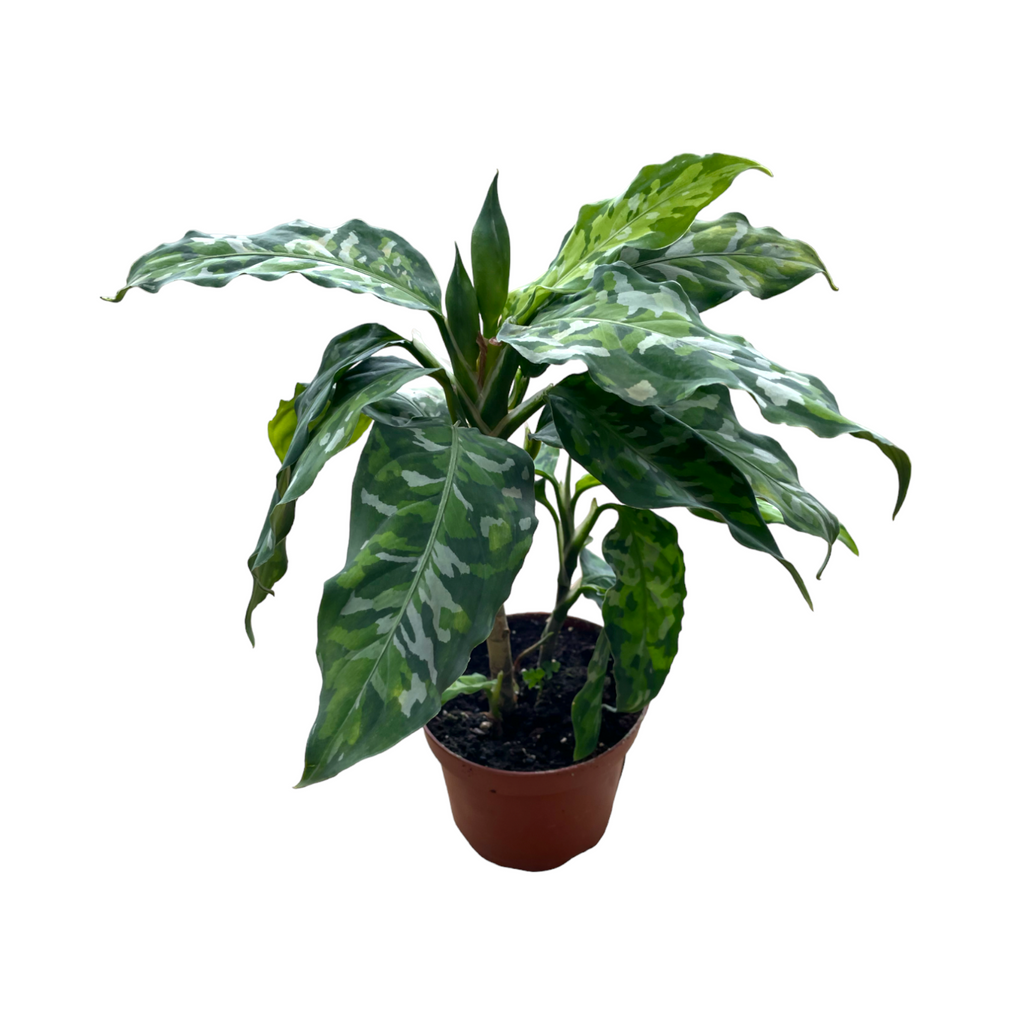 Aglaonema Pictum Tricolor, Camouflage Plant (0.3m)