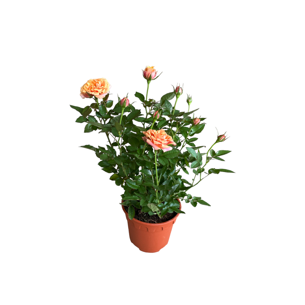 Assorted colors Rosa Miniature, Mini Rose (0.4mH)