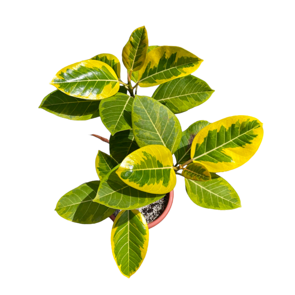 Ficus Elastica ‘Lemon Lime’, Rubber Plant (0.8m)