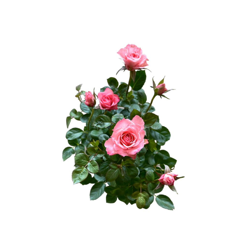 Assorted colors Rosa Miniature, Mini Rose (0.4mH)