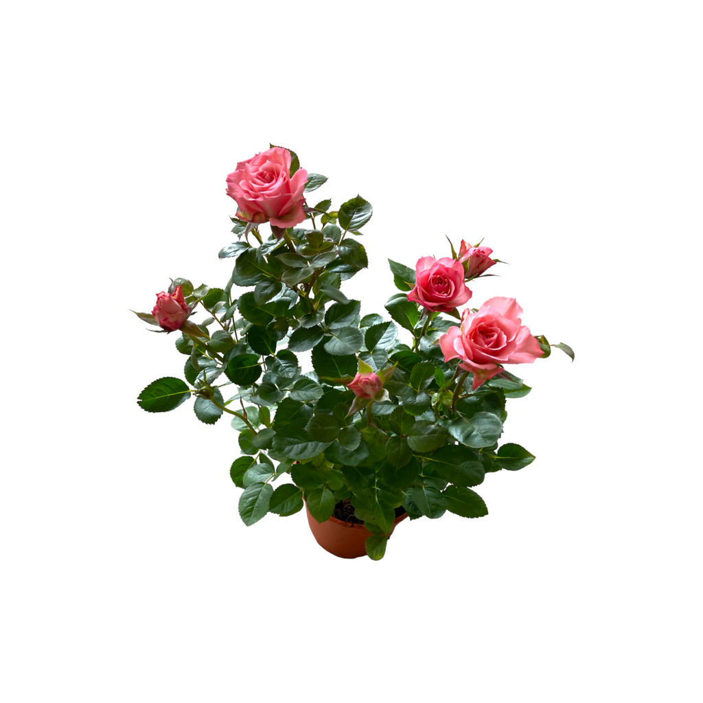 Assorted colors Rosa Miniature, Mini Rose (0.4mH)