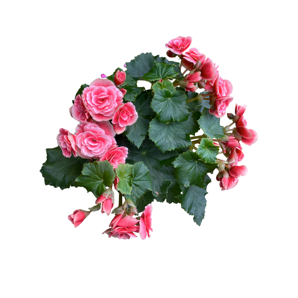 Assorted Begonia Rose in Anthracite Corsica Easy Hanger trio