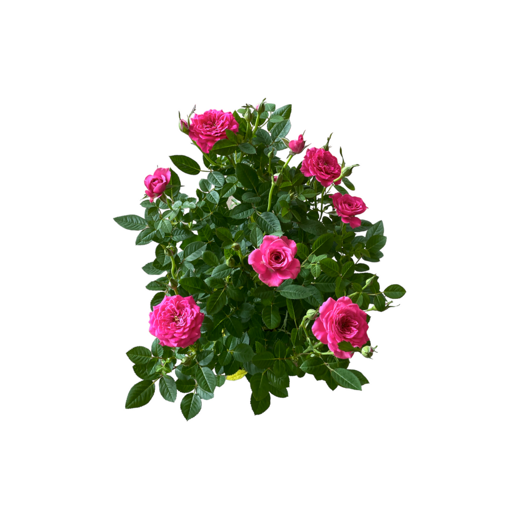 Assorted colors Rosa Miniature, Mini Rose (0.4mH)