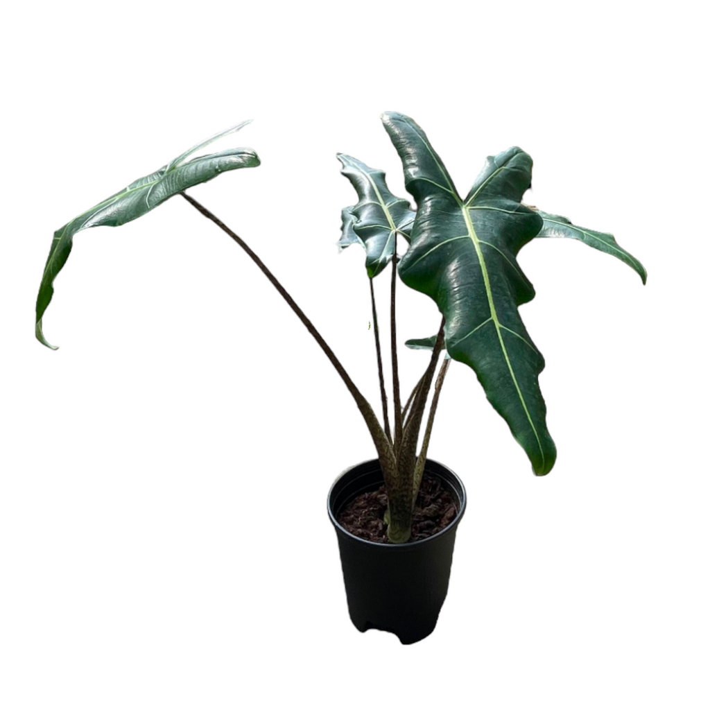 Alocasia Sarian (0.6m)