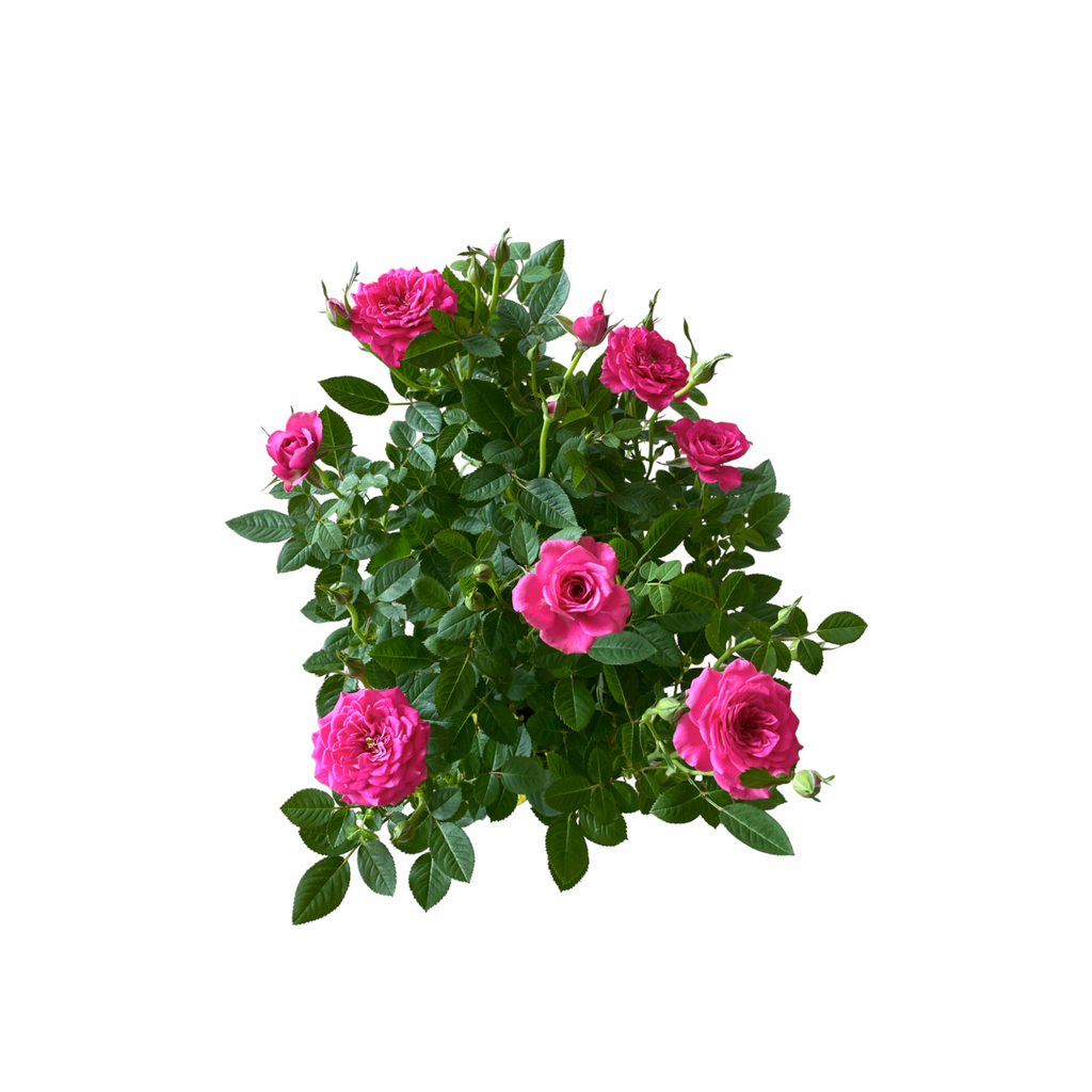 Assorted colors Rosa Miniature, Mini Rose (0.4mH)