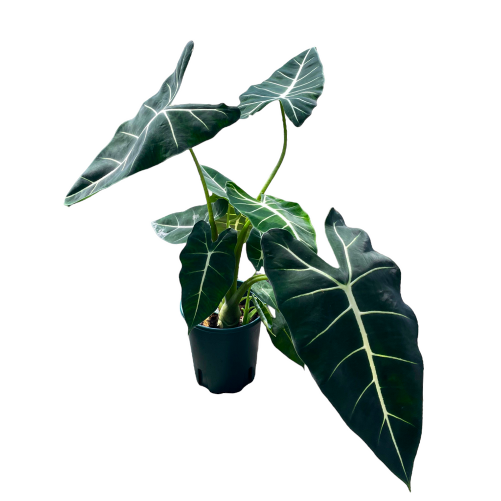 Alocasia 'Frydek' in Living Black B. For Rock