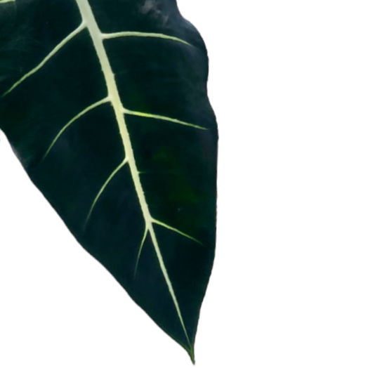 Alocasia 'Frydek' in Living Black B. For Rock