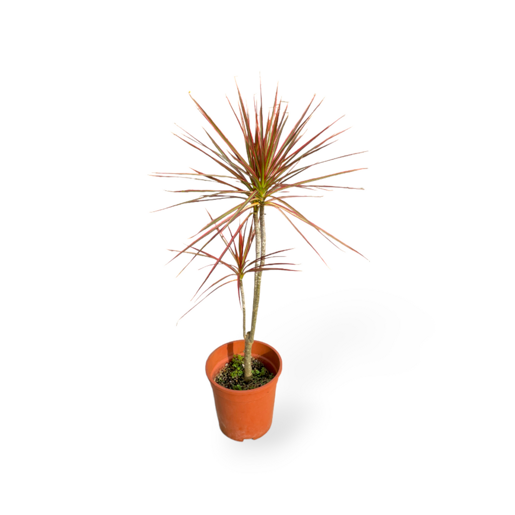 Dracaena marginata 'Tricolor' in Living Black B. for rock