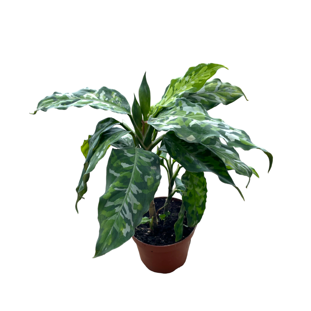 Aglaonema Pictum Tricolor, Camouflage Plant (0.3m)