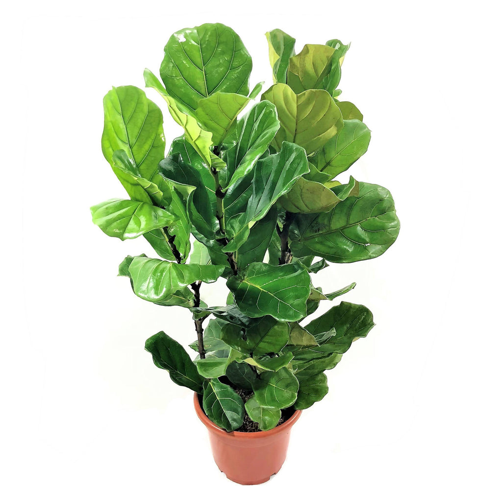 Ficus lyrata, Fiddle Leaf Fig (1.5m)