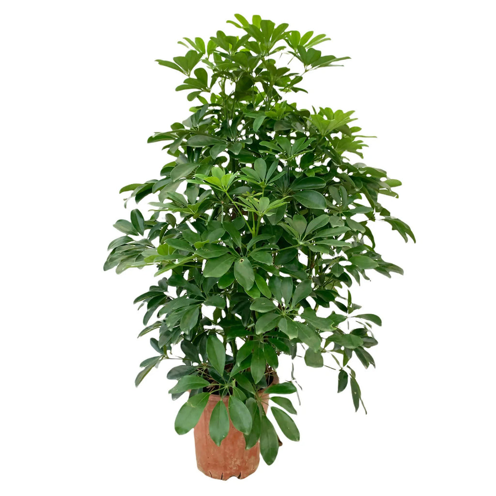 Schefflera arboricola, Schefflera Tree (1.1m)