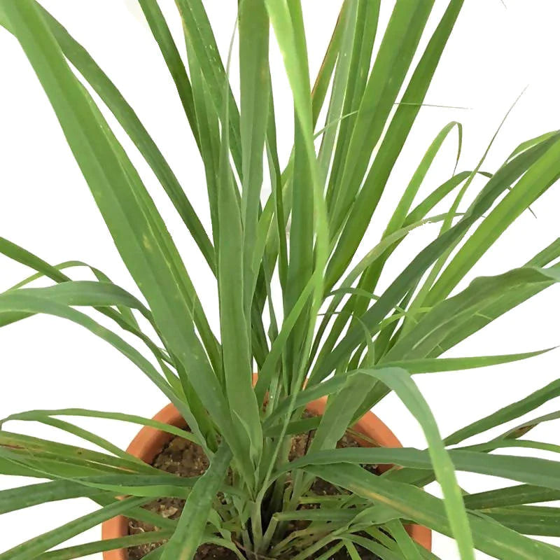 Cymbopogon citratus, West Indian Lemon Grass, Fever Grass, Lemongrass (0.7m)