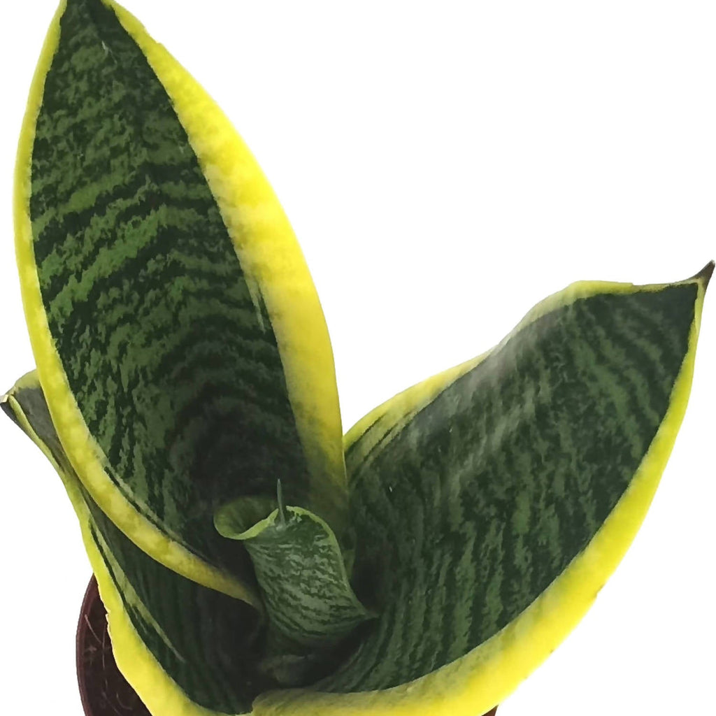 "Mother-in-Law" Snake Plant in Silky White Vibes Fold 14cm (0.3m)