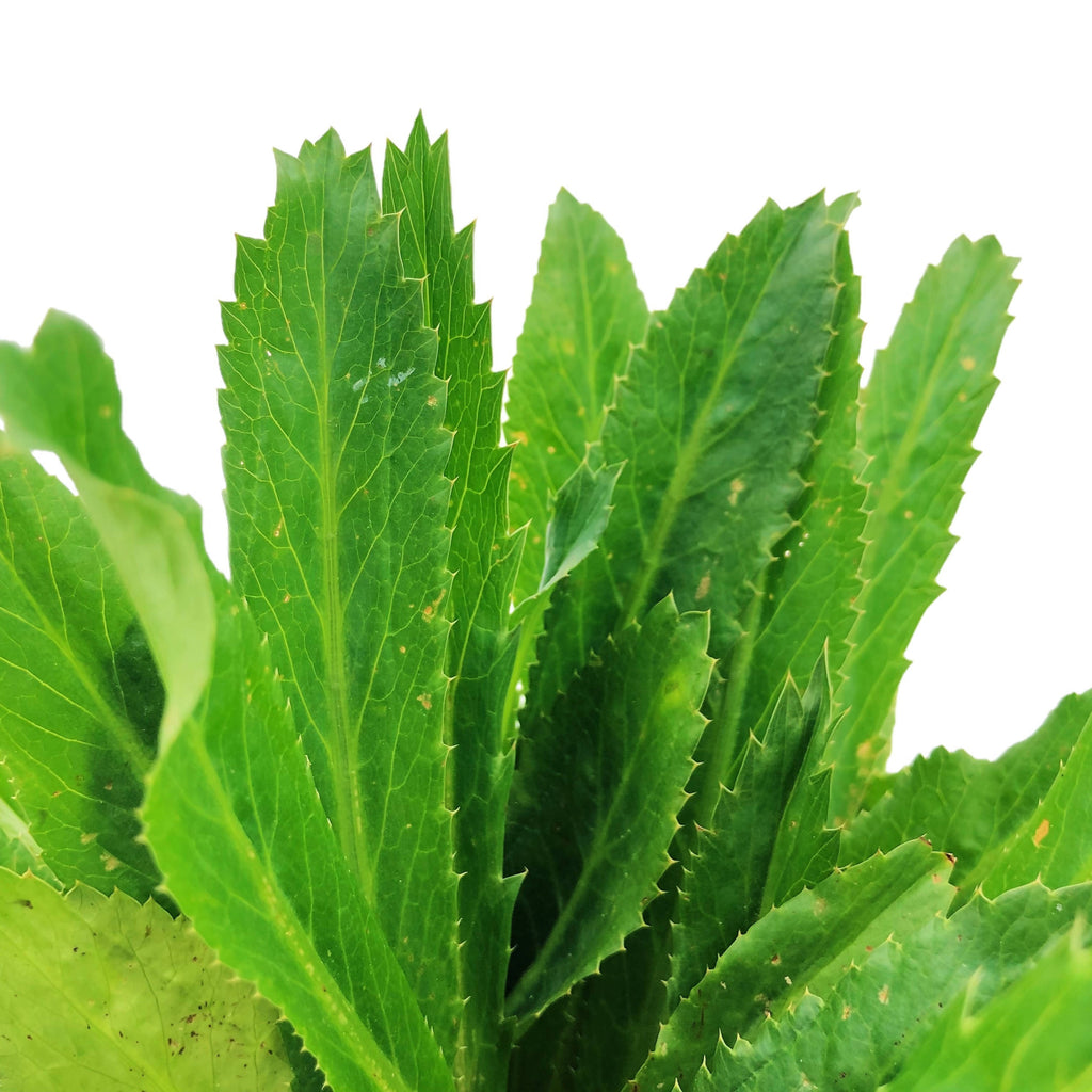 Eryngium foetidum, Sawtooth Coriander (0.2m)