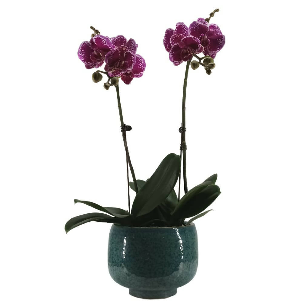 2 Mini Phalaenopsis in Pot