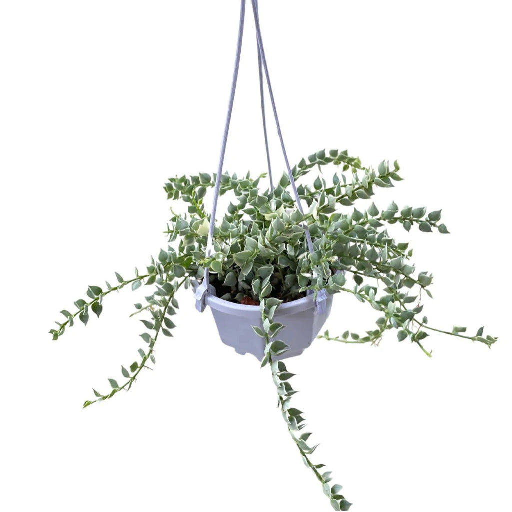 Dischidia ruscifolia variegated, Million Hearts Variegated (Hanging) (0.2m)