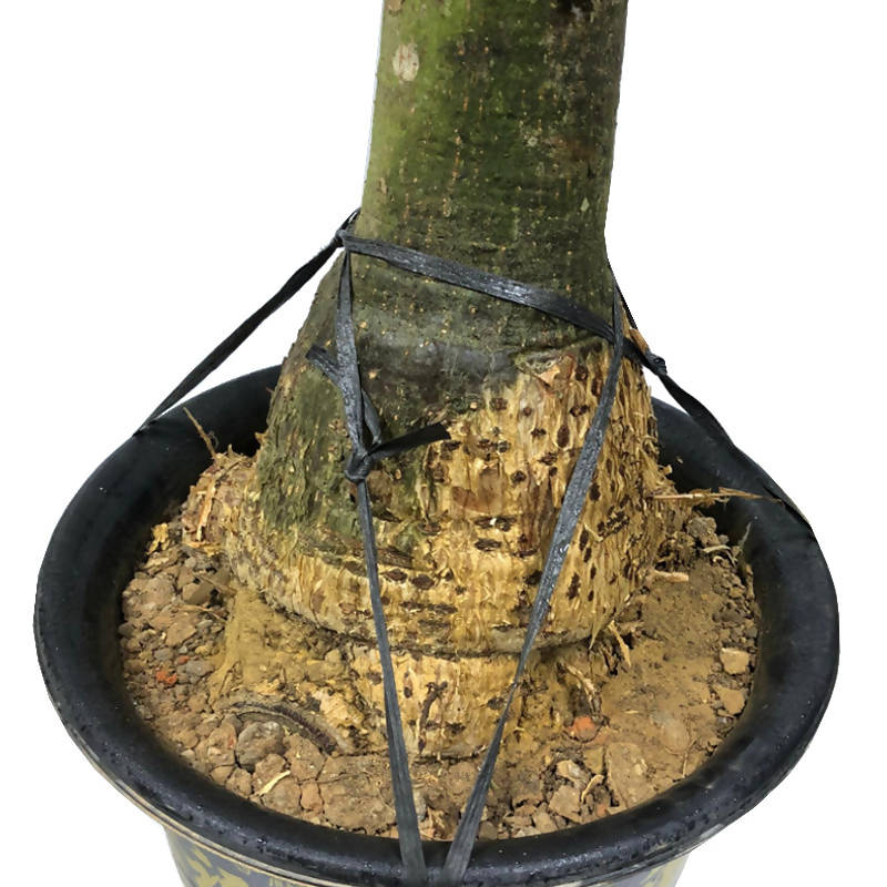 Pachira Aquatica, Single Trunk Money Bonsai Tree (1.4m)