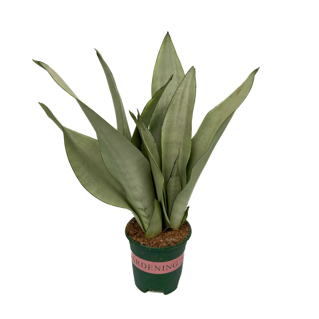 Sansevieria Moonshine (0.4m)