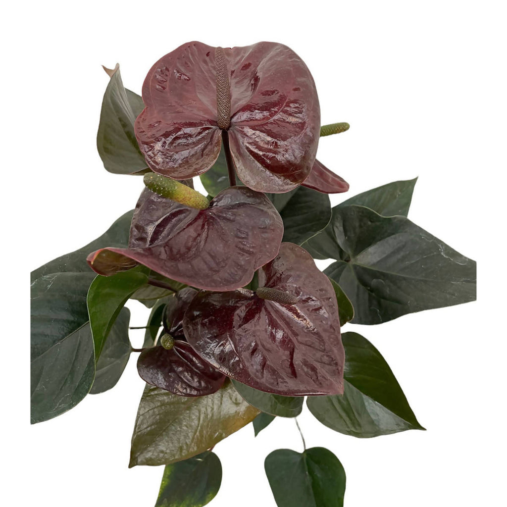 Anthurium andreanum 'Giant Chocolate' (0.4m)