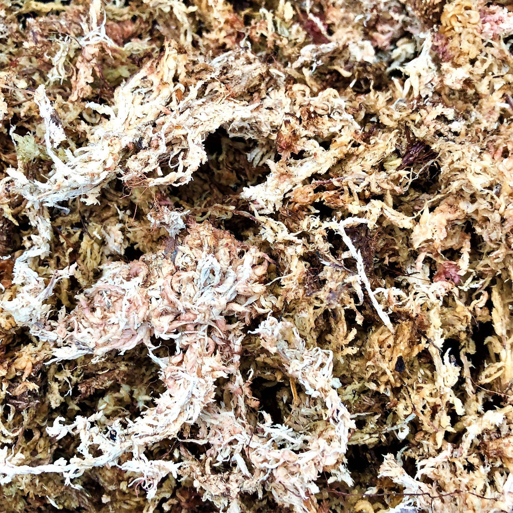 Chilean Sphagnum Moss, Various Packaging