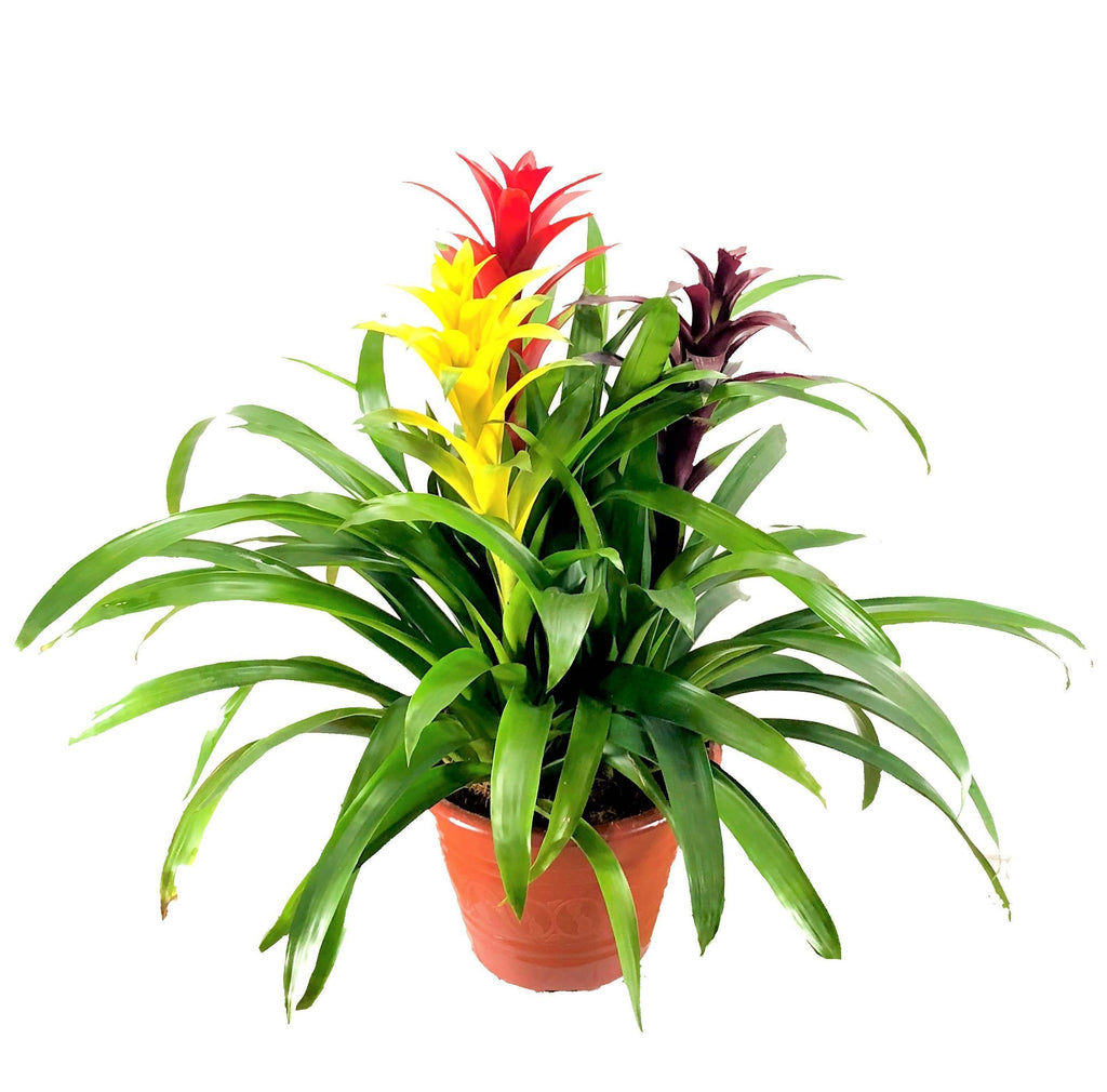 Guzmania, Fortune Trio (0.75m)