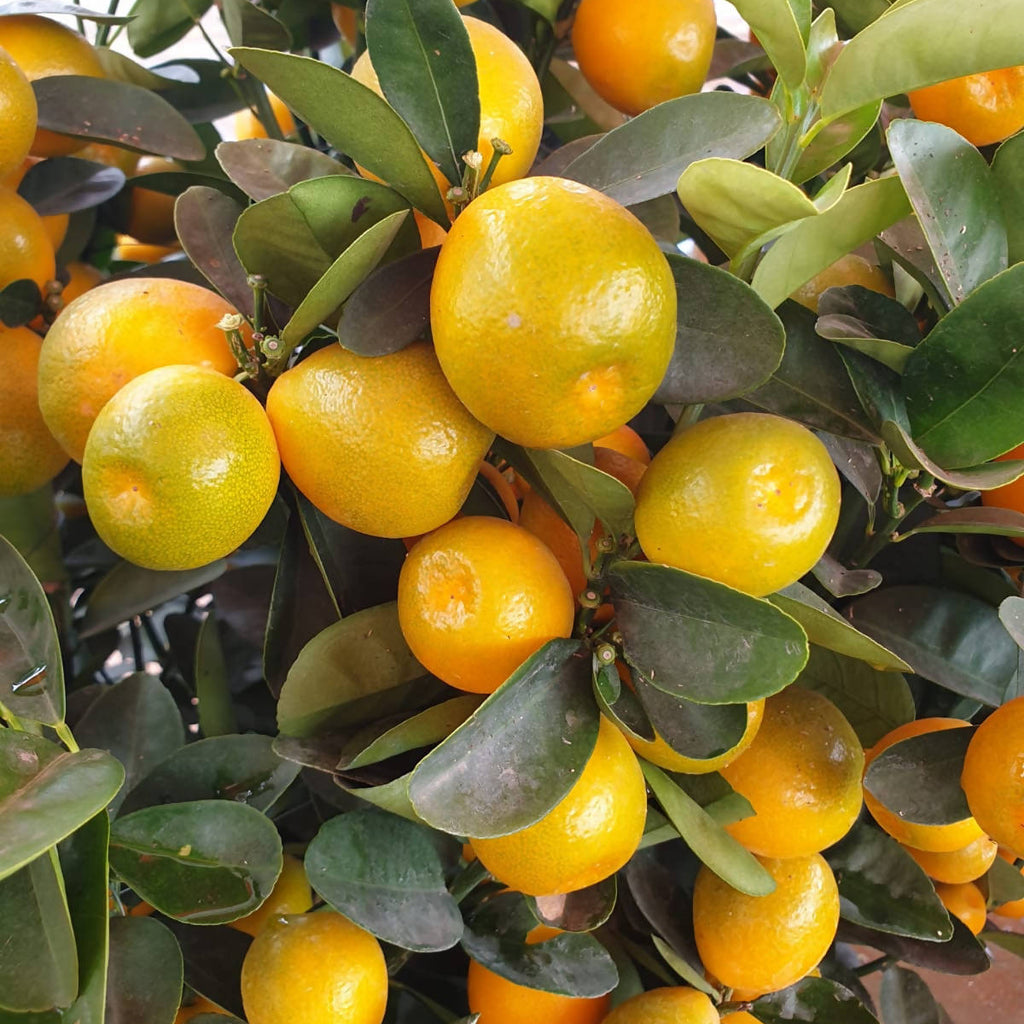 [PRE-ORDER] Dragon Heart Lime 龙胆桔 in 12 Inch Pot (0.6 - 0.8m)