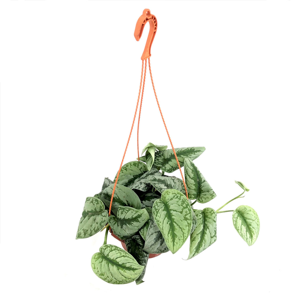 Scindapsus pictus 'Argyraeus', Satin pothos (Hanging) (0.15m)