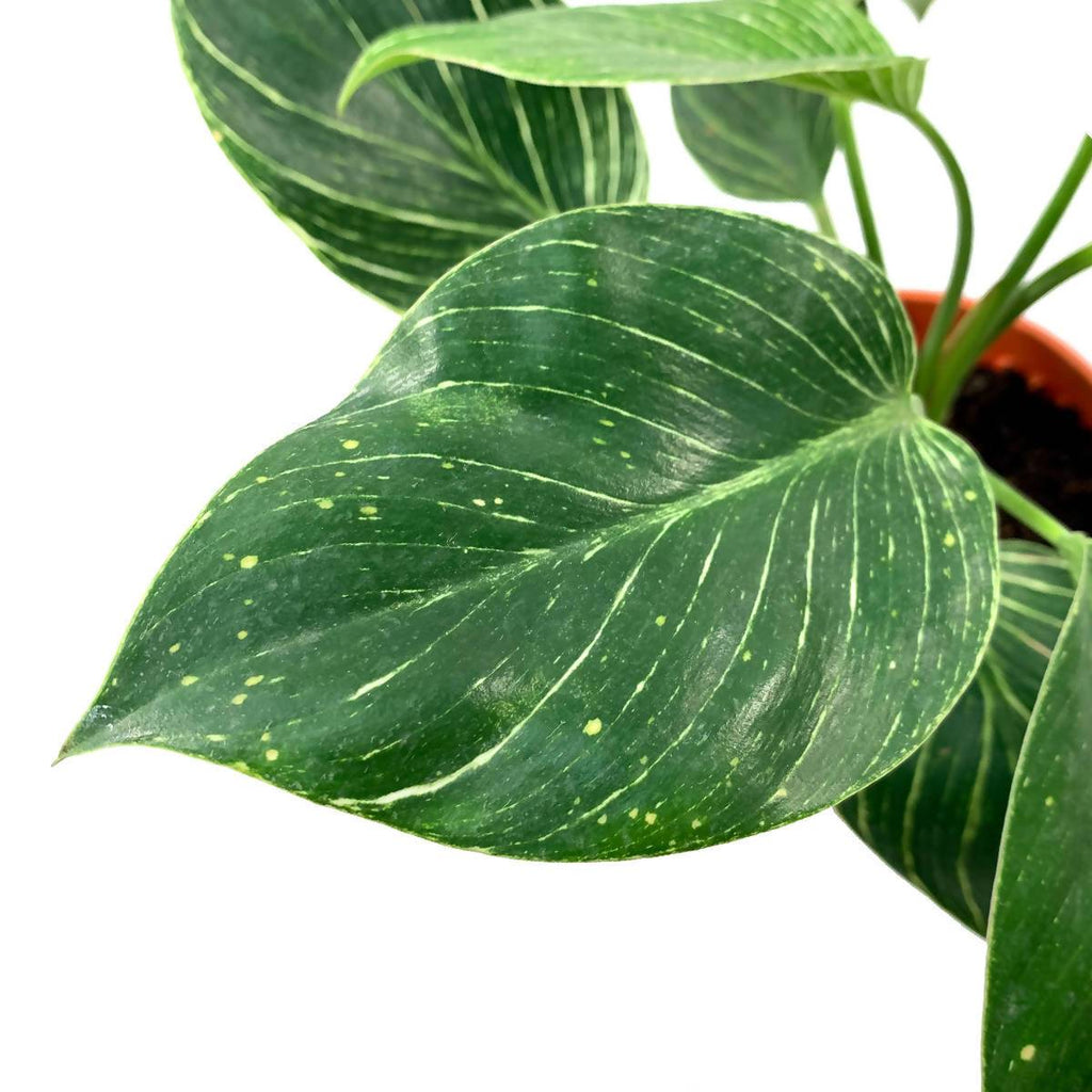 Philodendron Birkin in Terra Milan Planter S