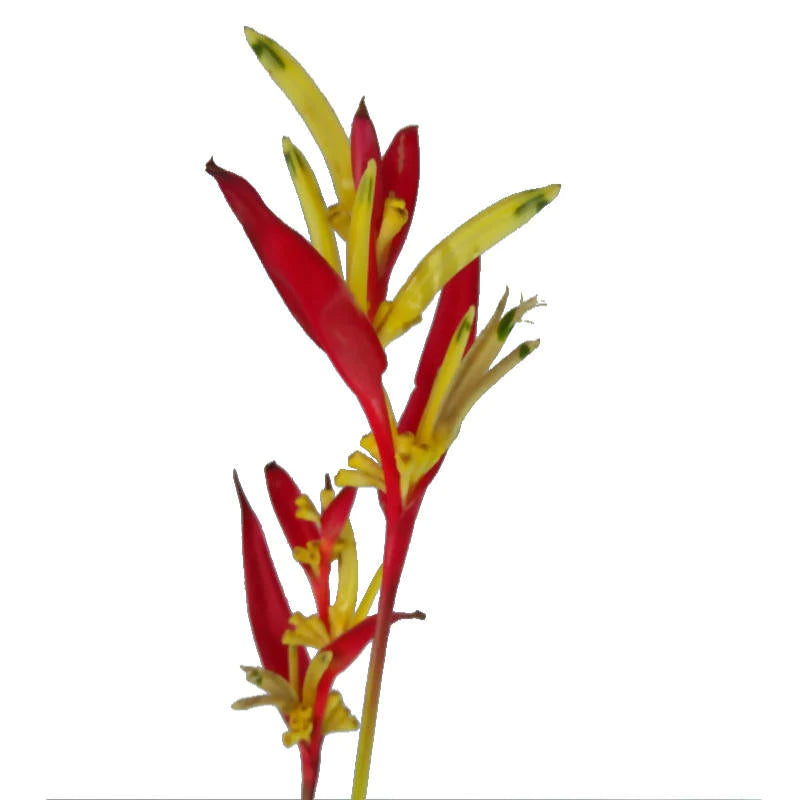 Heliconia psittacorum 'Lady Di', Parakeet Flower, Lady Di Heliconia (0.6m)