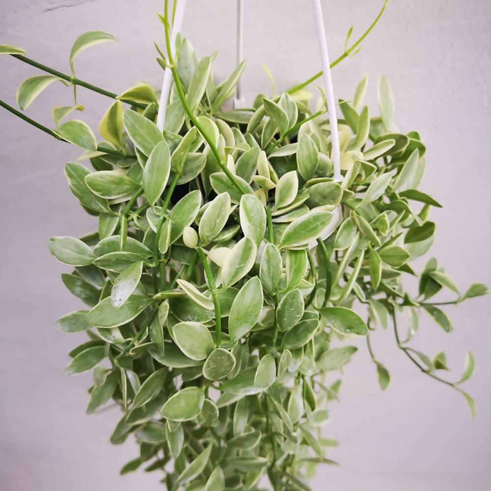 Dischidia oiantha 'Variegata' (Hanging) (0.25m)