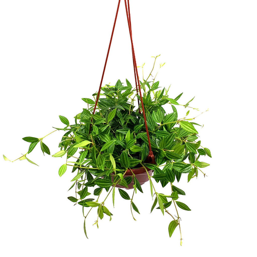 Peperomia puteolata 'Parallel Peperomia' (0.2m)