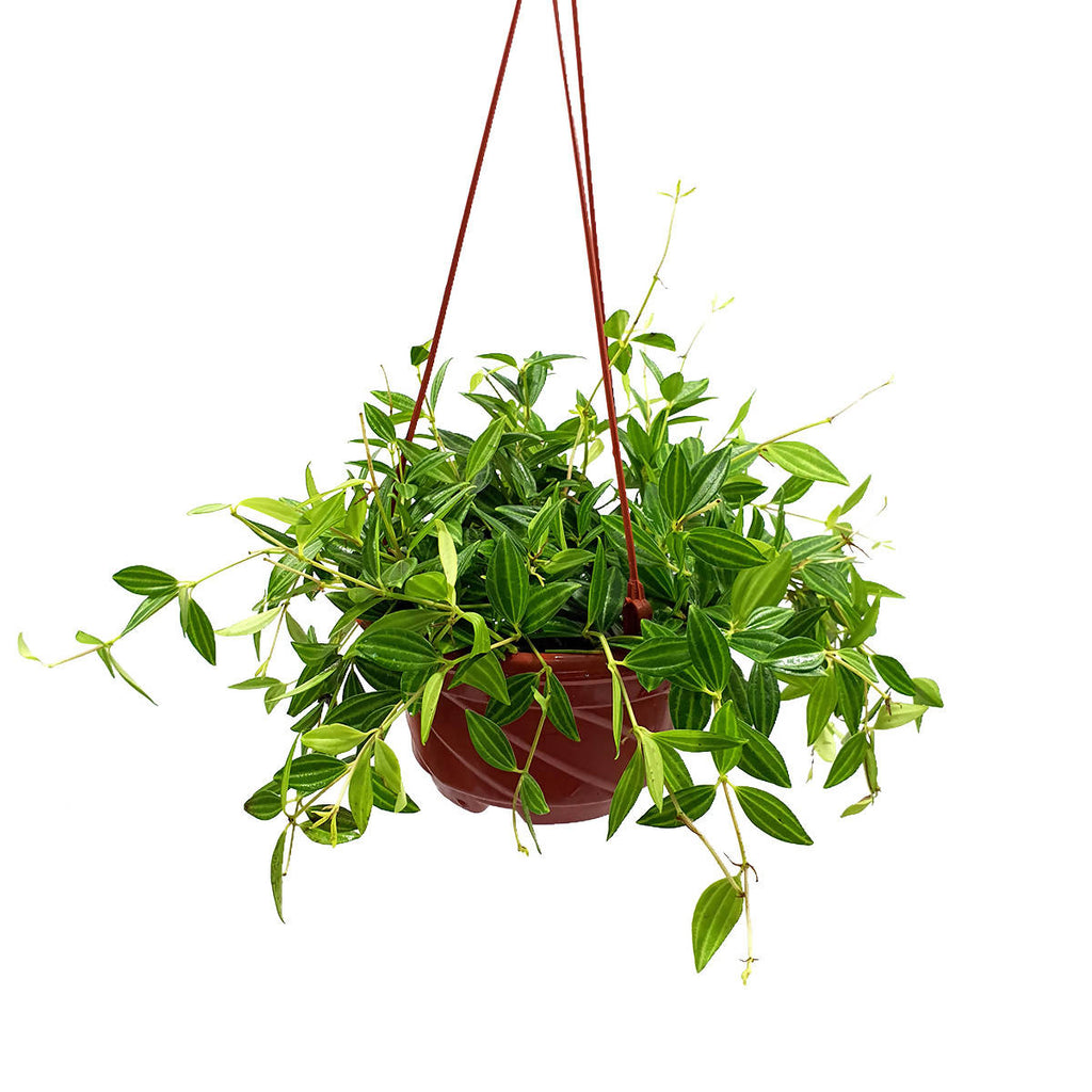 Peperomia puteolata 'Parallel Peperomia' (0.2m)