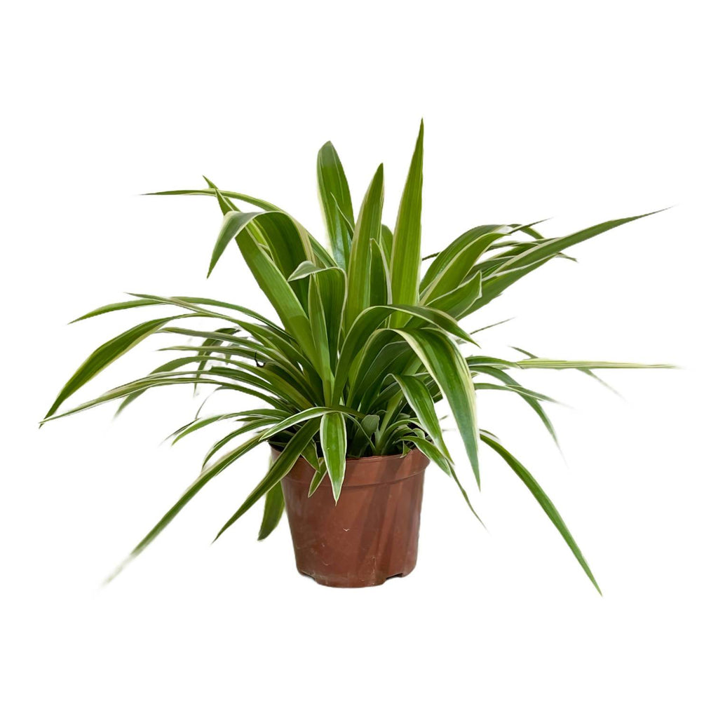 Spider plant in Metallic Black Brussels Diamond Round