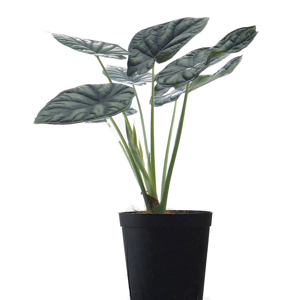 Alocasia baginda Dragon Scale (0.35m)
