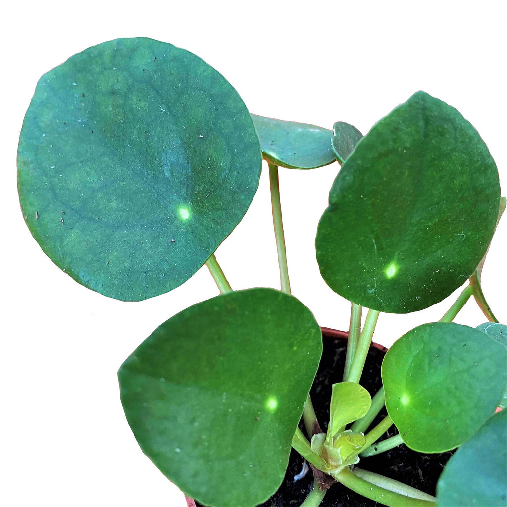 Pilea peperomoides, Chinese Money Plant (0.1m)