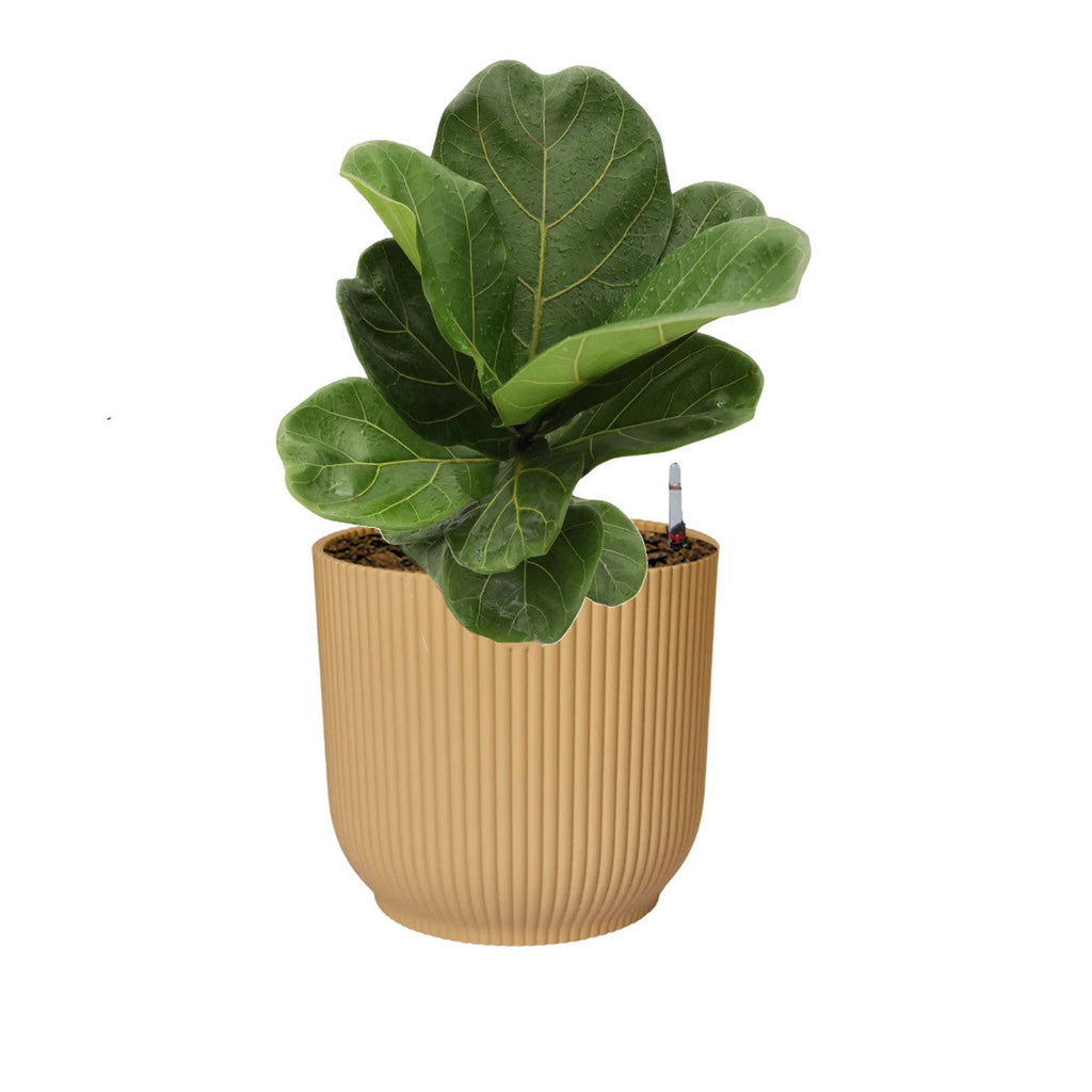 Ficus lyrata in Butter Yellow Vibes Fold Round 18cm (0.35m)
