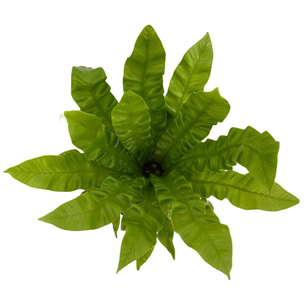 Asplenium nidus 'Crispy Wave' (0.20m)