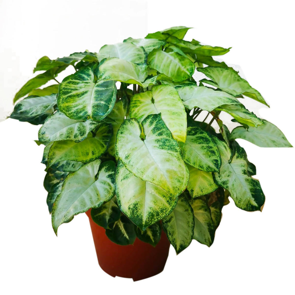 Syngonium, white butterfly (0.18mh)