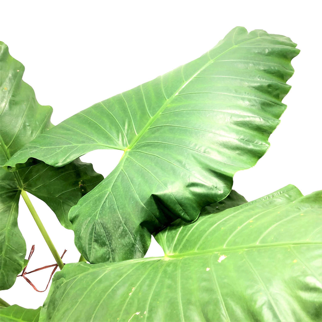 Alocasia macrorrhizos, Elephant Ear Taro in bag (1.0m)