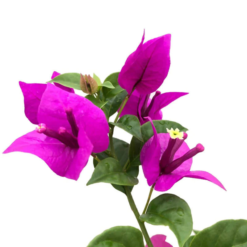 Bougainvillea glabra, Paper Flower (0.65m)