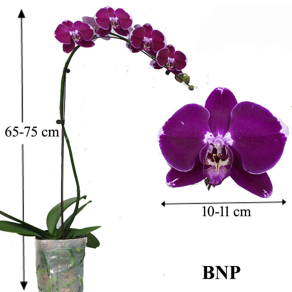 Phalaenopsis BNP (0.65m)