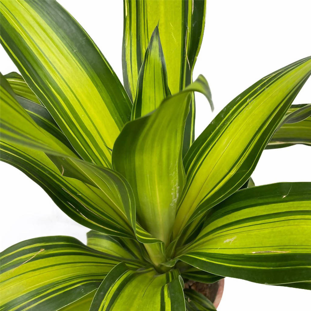 Dracaena Fragrans, Corn Plant (0.8mH)