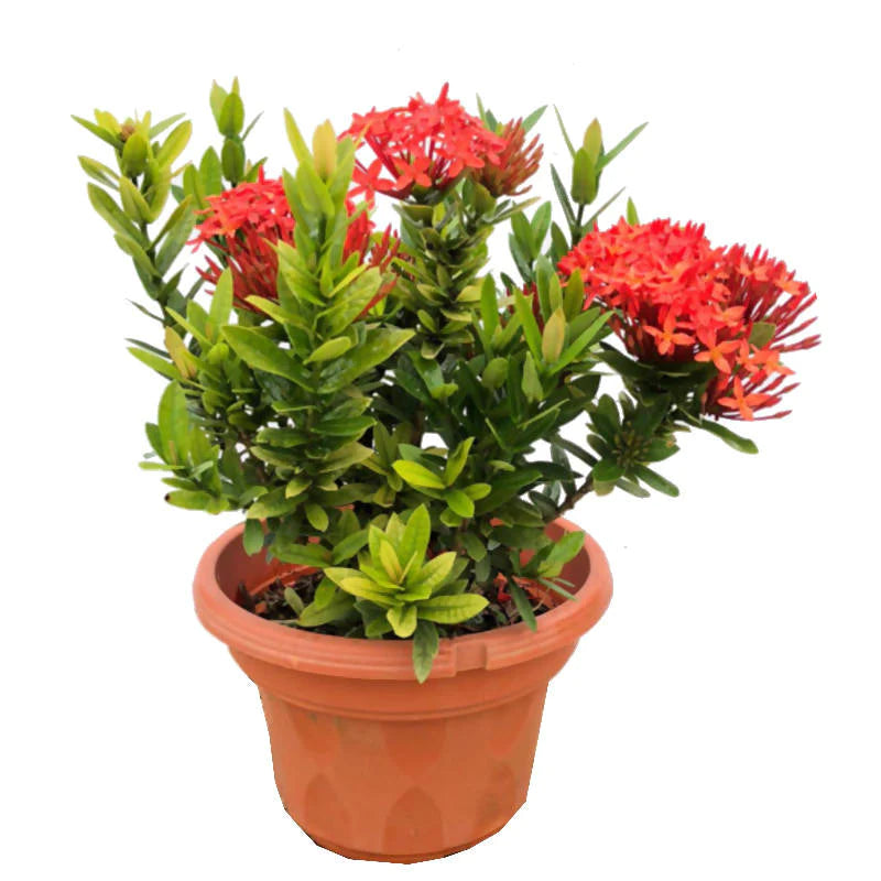 Ixora 'Dwarf Orange' (0.35m)