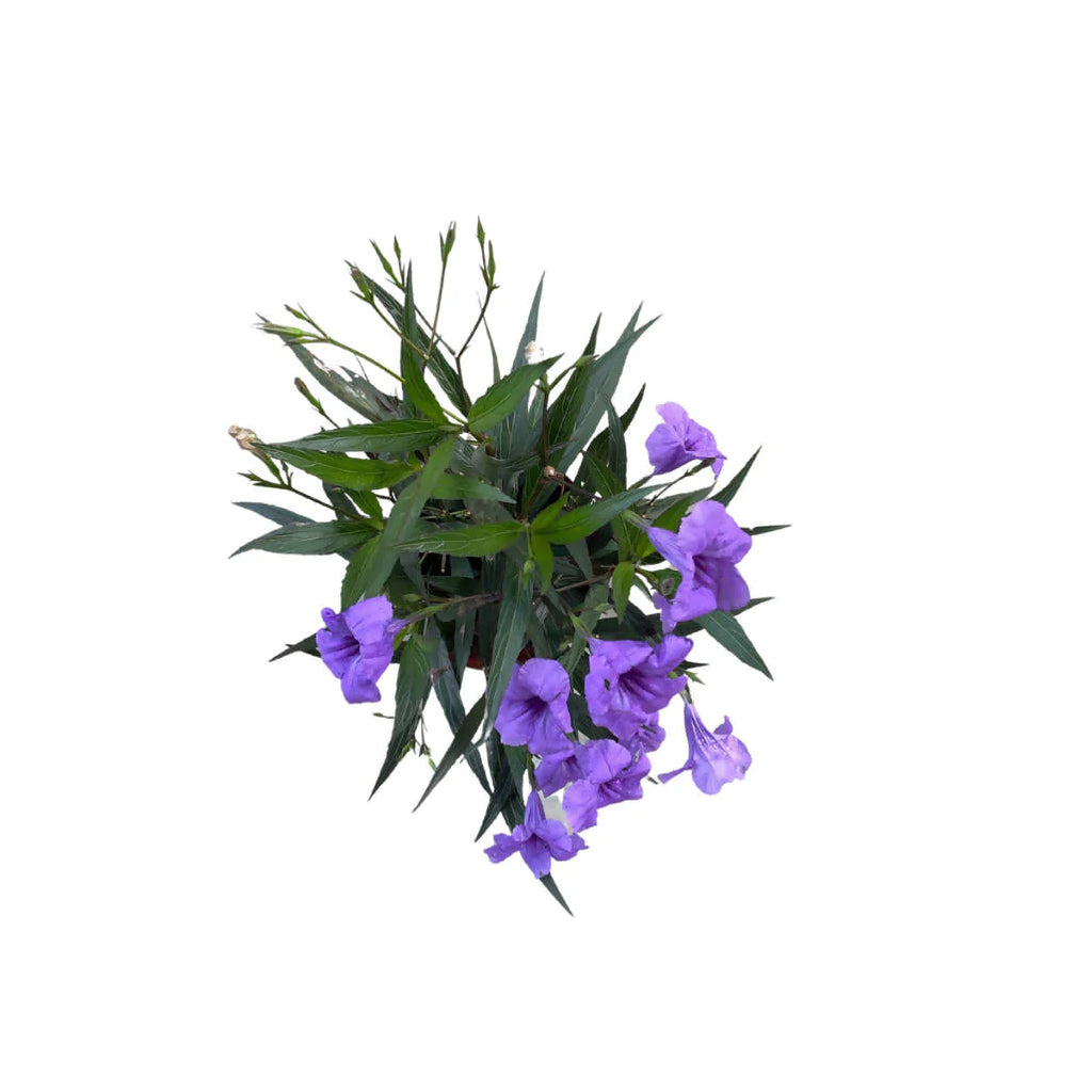 Ruellia simplex, Mexican Petunia, assorted colours (0.50mH)