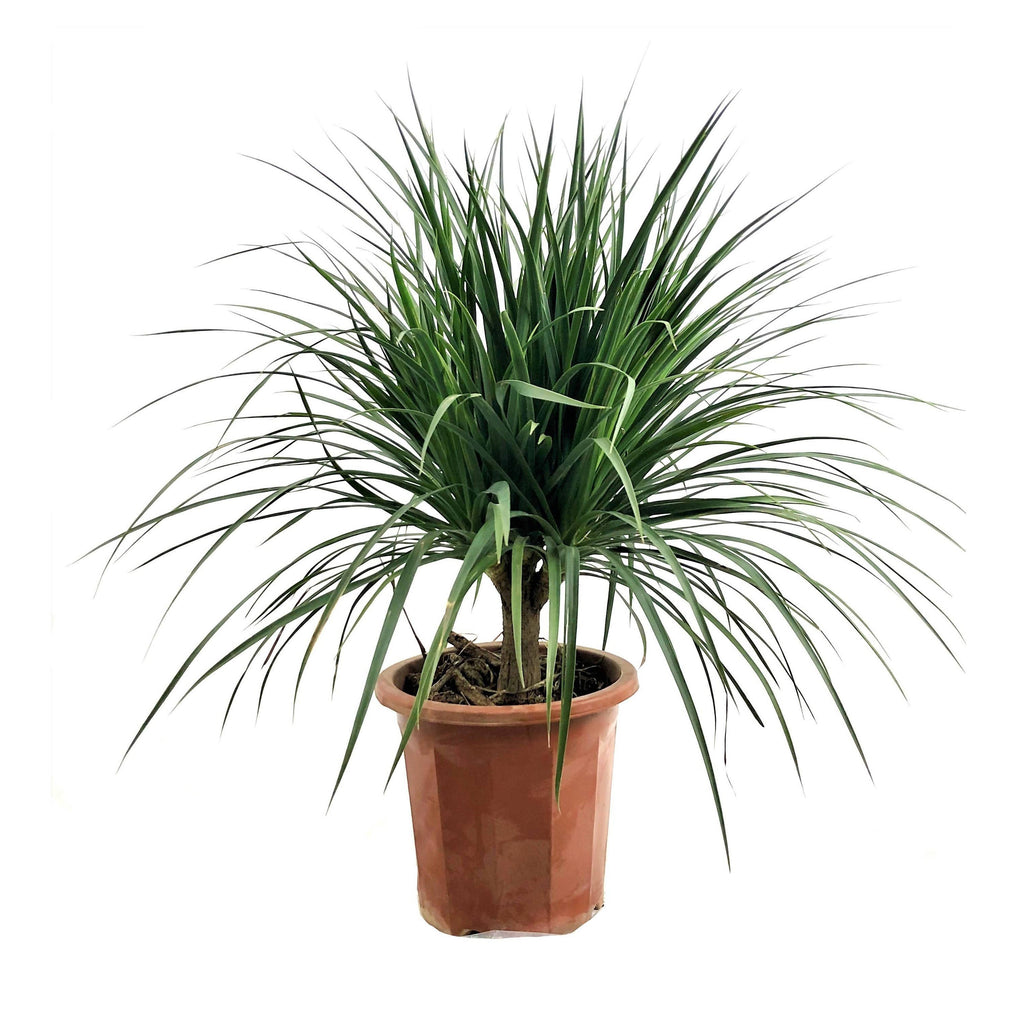 Dracaena cambodiana Dwarf, Cambodian Dragon Tree (0.60m)