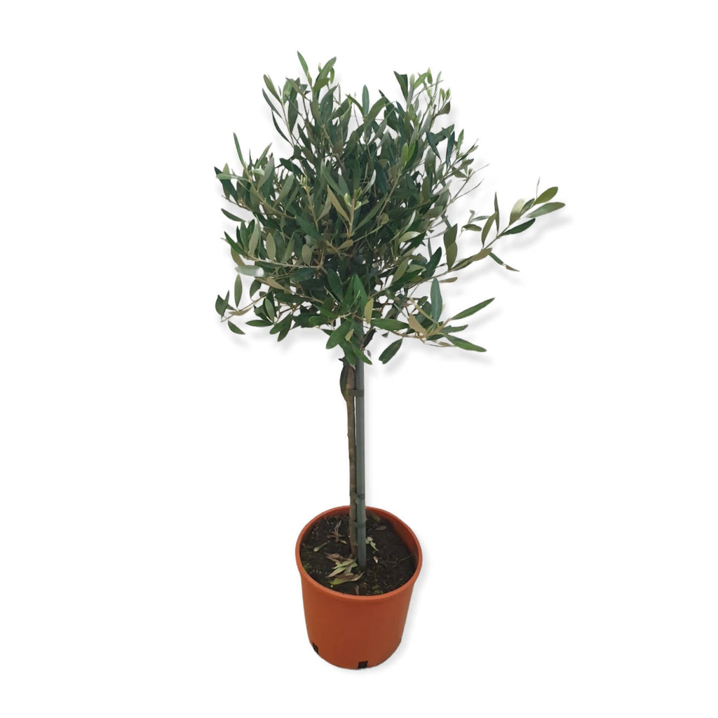 Olea europaea, Olive Tree (0.8m)